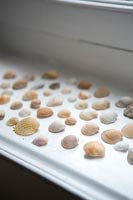 Display of shells 
