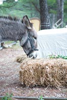 Donkey feeding on hay bale