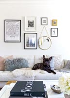 Pet dog in modern living room