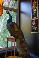 Stuffed peacock in modern living room 