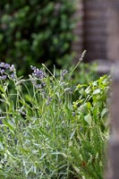 Close up of lavender plant
