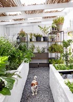 Plants on shelves and in planters with pet dog