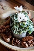 White cyclamen in silver pot surrounded by pine cones  
