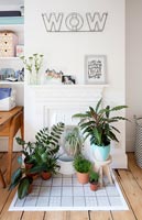 Houseplants by painted fireplace