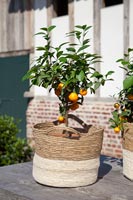 Small citrus tree in basket