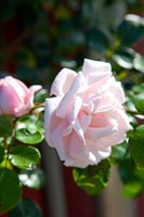 Pink rose in summer  