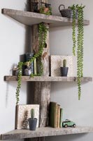 Corner shelves with tree branch and trailing succulents 