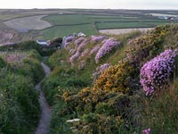 South West Coast Path on the Lizard, near Gunwalloe, Cornwall. Wild flowers