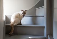 Pet cat on painted wooden stairs 