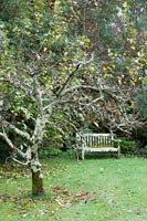 Lichen covered bench and apple tree in country garden, Autumn 