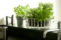 Planter of fresh herbs on kitchen windowsill 