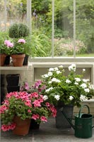 Potted plants in conservatory 