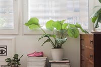 Large house plant on a pile of books