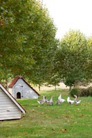 Geese in country garden 