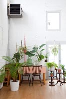 Collection of houseplants 