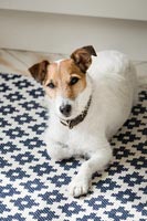 Allchorn Home - feature.  Pet jack Russell terrier dog  