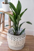 Large houseplant in pot 