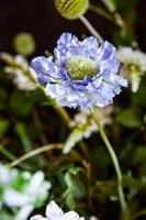 Flower - detail 