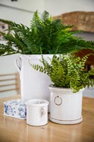 Ferns in white planters 