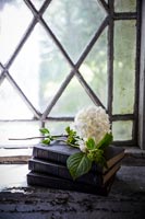 Close up vintage books with flowers 