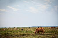 Grazing cattle on coastal grassland 