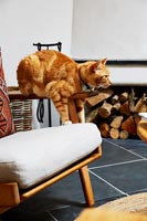 Pet cat on chair 