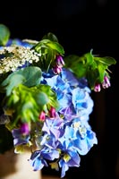 Cut hydrangea flowers 