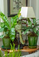 Close up houseplants with lamp 