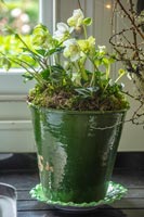 Close up plant pot containing hellebores 