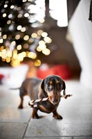 Pet dog in front of Christmas tree 