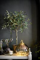 Miniature olive tree in pot
