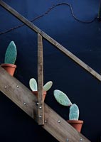 Cacti in pots on wooden staircase 