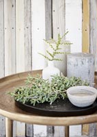 Sprig of succulent plant on table 