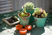 Pots of succulents on garden table 