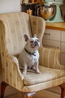 French bulldog sitting in armchair 