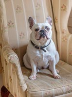 French bulldog sitting in armchair 