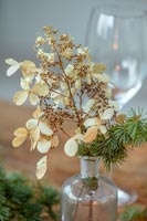 Detail of dried hydrangea flowers in vase on Christmas table 