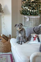 Pet dog on sofa in country living room decorated for Christmas 