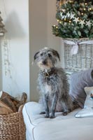 Amanda Knox Christmas feature - pet dog portrait 