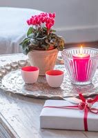 Pink cyclamen in pot with candles and gifts 