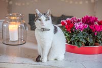Pet cat on table next to large tray of pink cyclamen flowers 