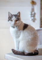 Amanda Knox Christmas - Pet cat