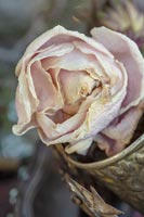 Dried pale pink peony flower 