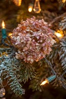 Dried hydrangea flower head - Christmas tree decoration 