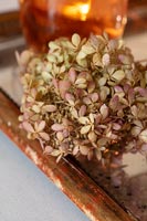Dried hydrangea flower 