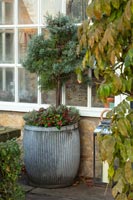 Large metal container with Juniper tree in country garden - December 