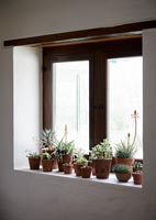 Houseplants on windowsill 