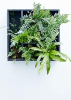Overhead view of lush green plants in square black container 