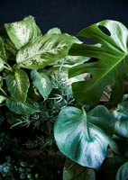 Green houseplants - detail 