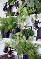 Green houseplants on white bookcase with vintage sewing machines 